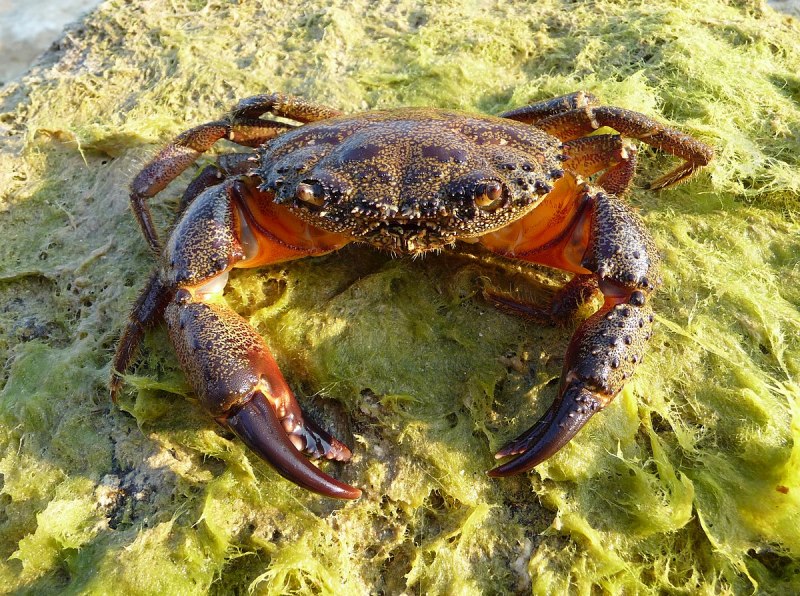 Крабы Балтийского моря