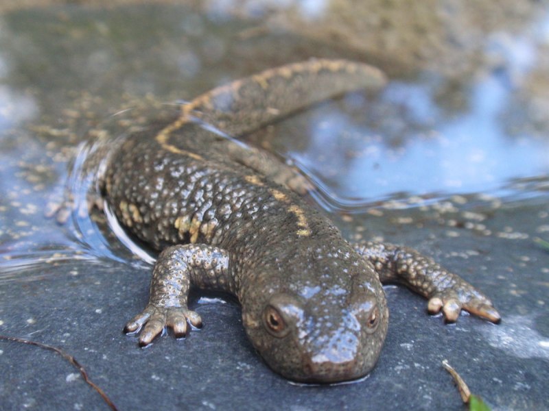 Обыкновенный Тритон Lissotriton vulgaris