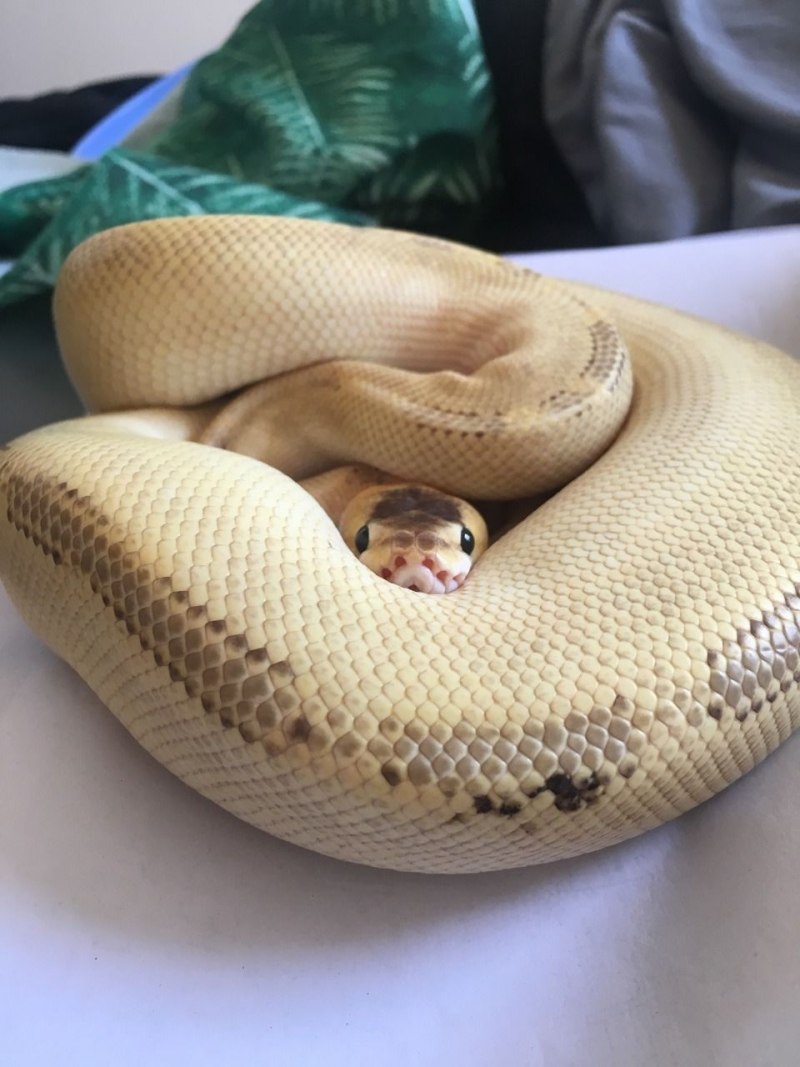 Королевский питон белый