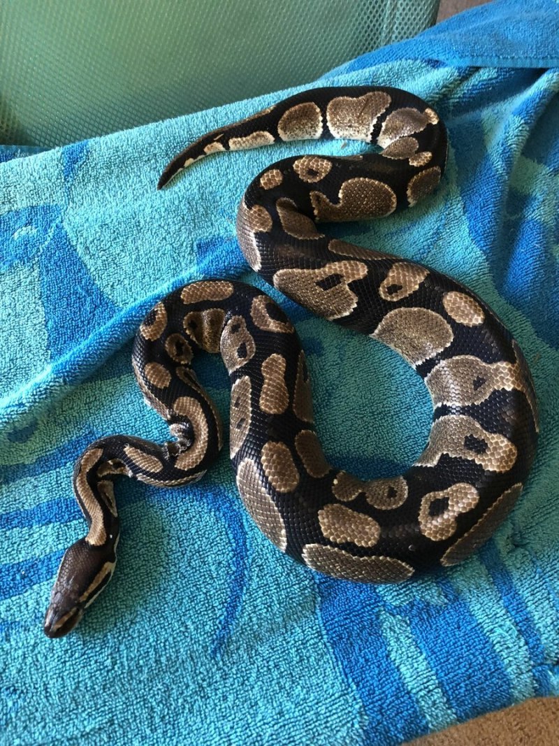 Королевский питон домашний