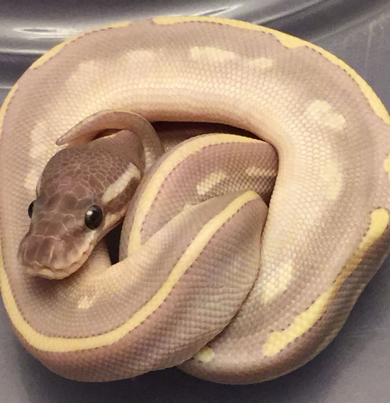Королевский питон Yellow belly