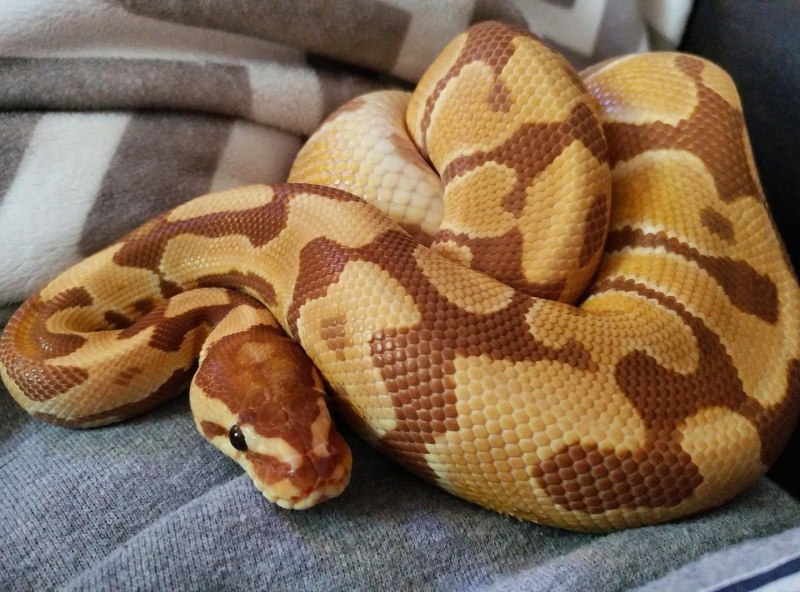 Ultramel Королевский питон