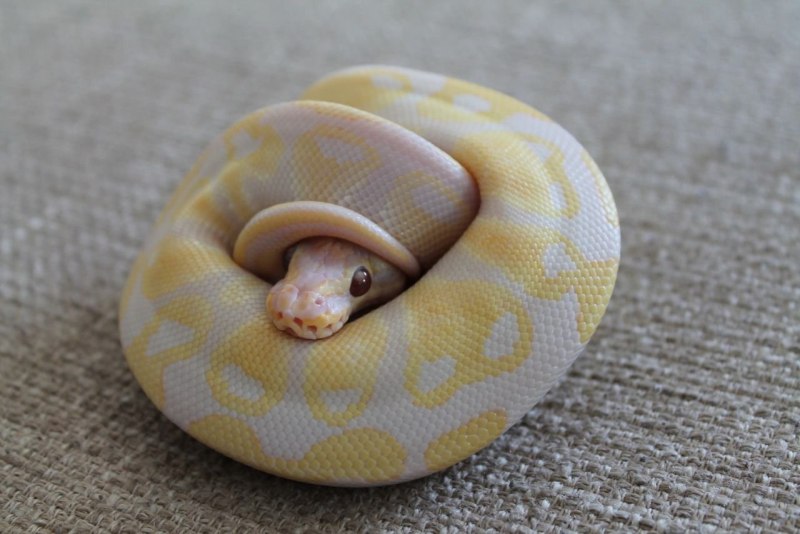 Королевский питон морфы Mojave