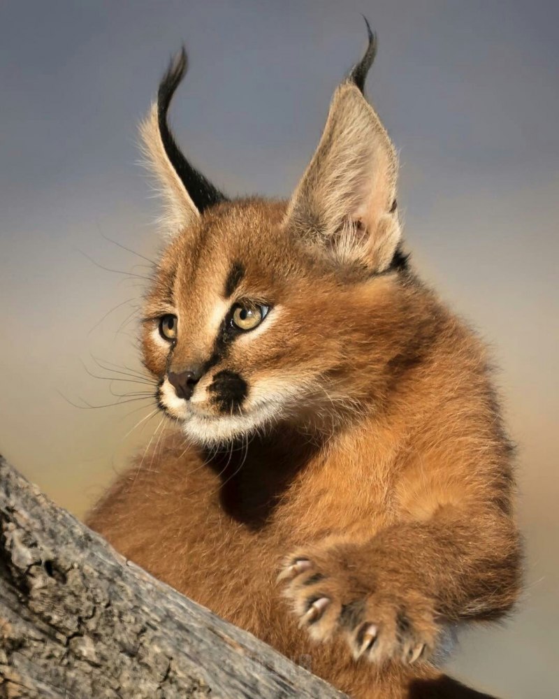 Каракал Lynx