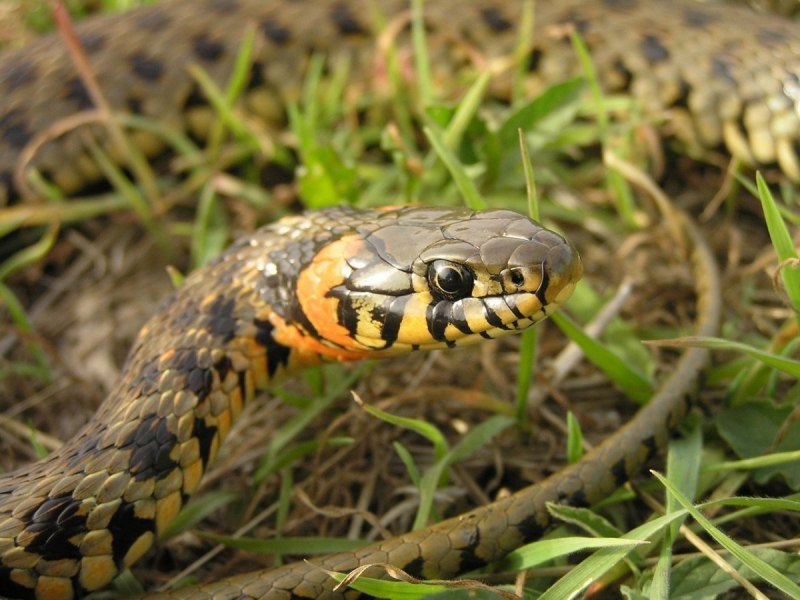 Желтобрюхий полоз (Dolichophis caspius)