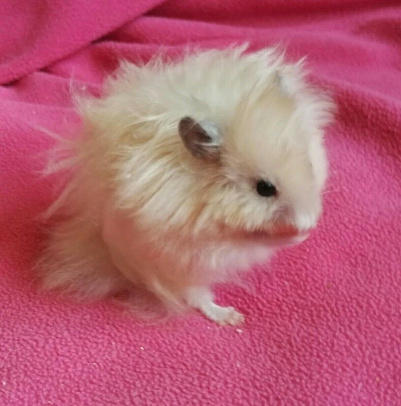Голландский хомяк