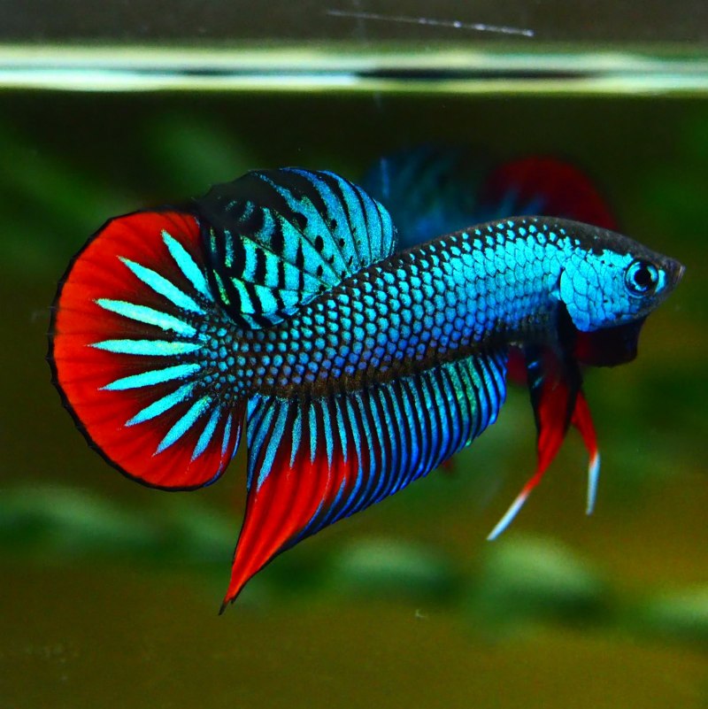 Wild Betta smaragdina