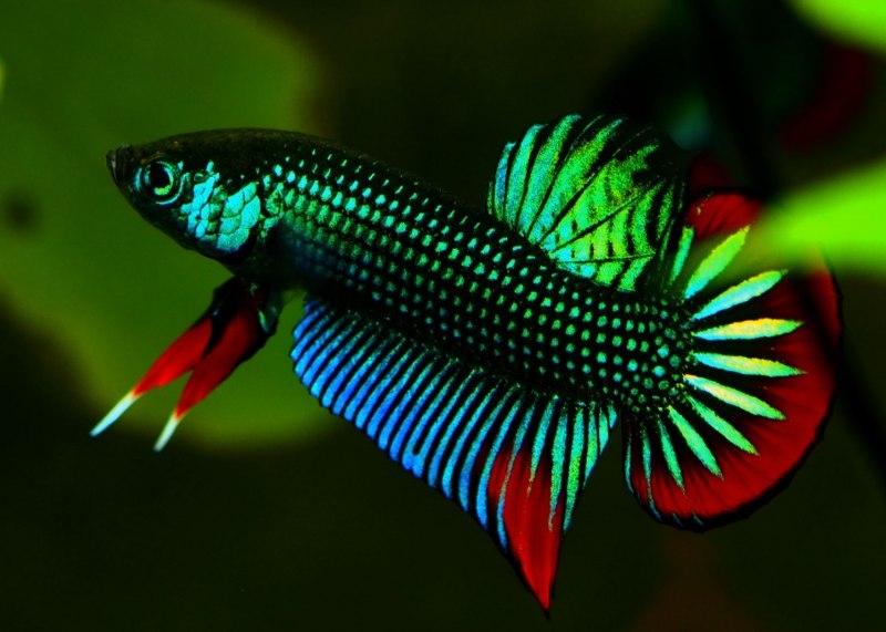 Петушок Galaxy (Betta splendens)