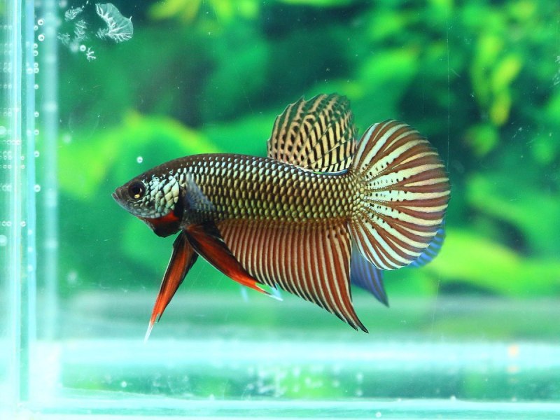 Wild Betta smaragdina