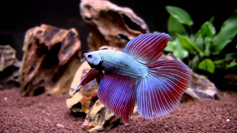 Betta Fish