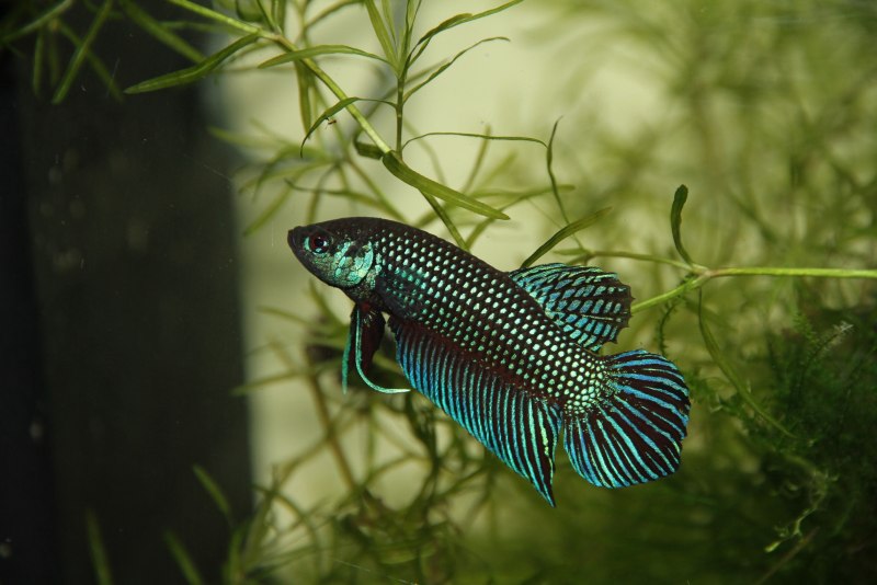 Петушок Бетта Махачай (Betta mahachaiensis)