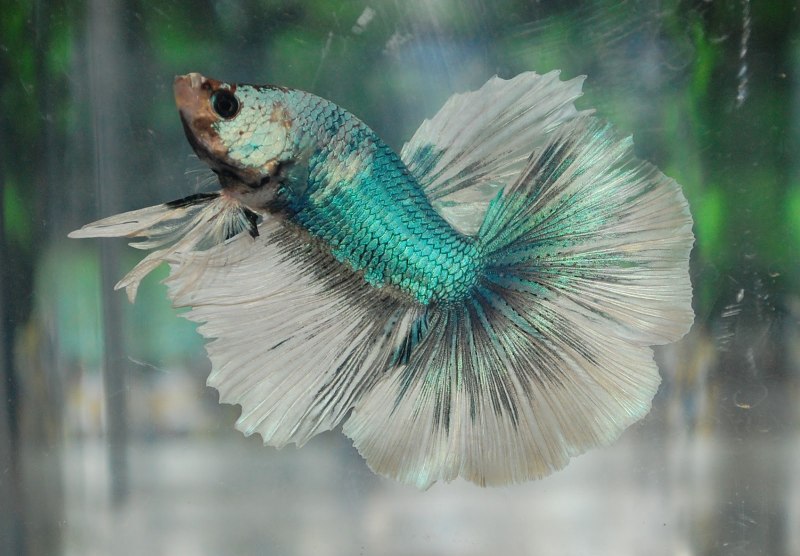 Wild Betta smaragdina