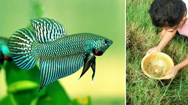 Wild Betta smaragdina