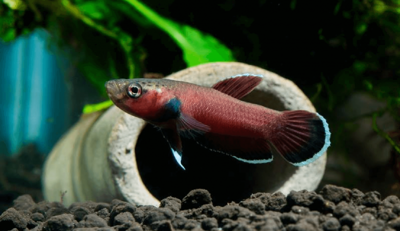 Betta channoides