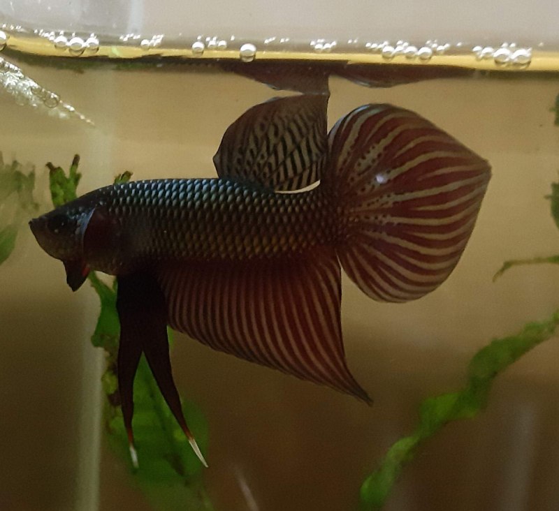 Betta splendens подвиды