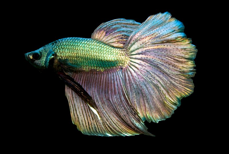 Betta splendens Wild Type