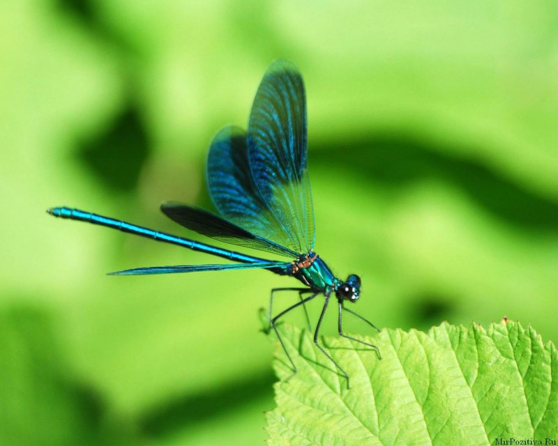 Emerald Damselfly насекомых