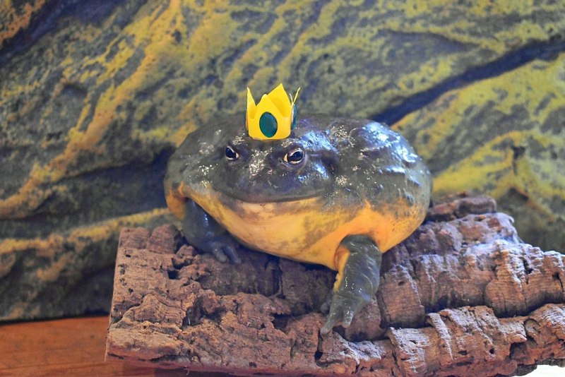Lithobates catesbeianus
