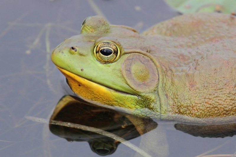 Лягушка-водонос (Pyxicephalus adspersus)