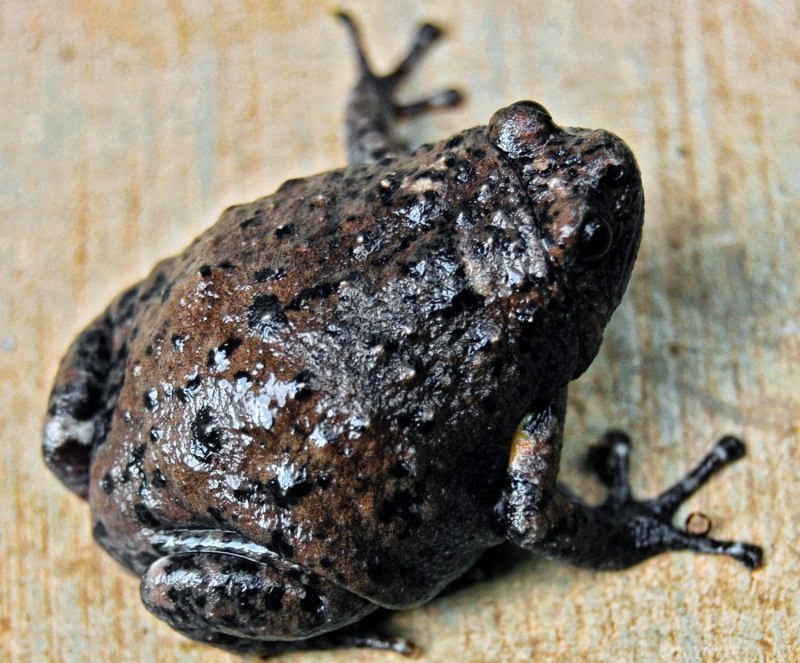 American Bullfrog