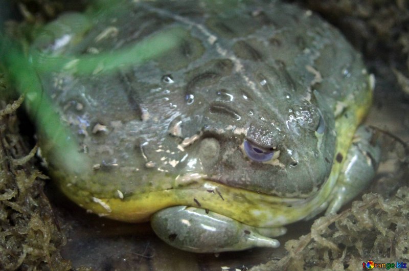 Лягушка-бык (lithobates catesbeianus)