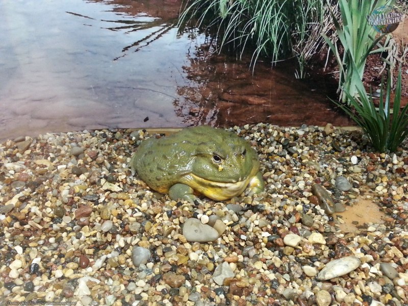 Водонос гигантский (Pyxicephalus adspersus)