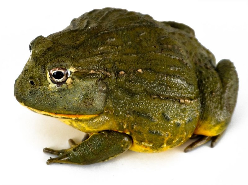 Bullfrog лягушка African