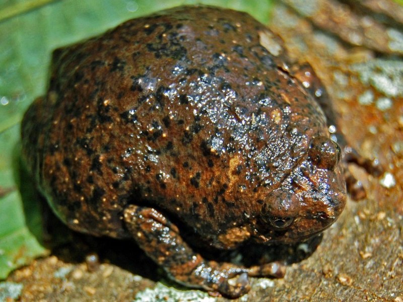 Лягушка-водонос (Pyxicephalus adspersus)