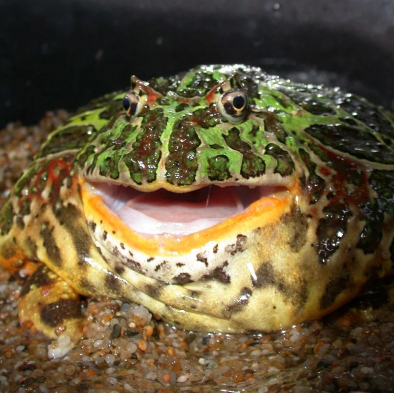 Бычья жаба (70 фото)