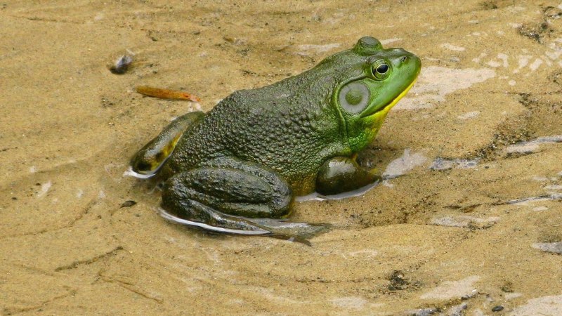 Lithobates catesbeianus