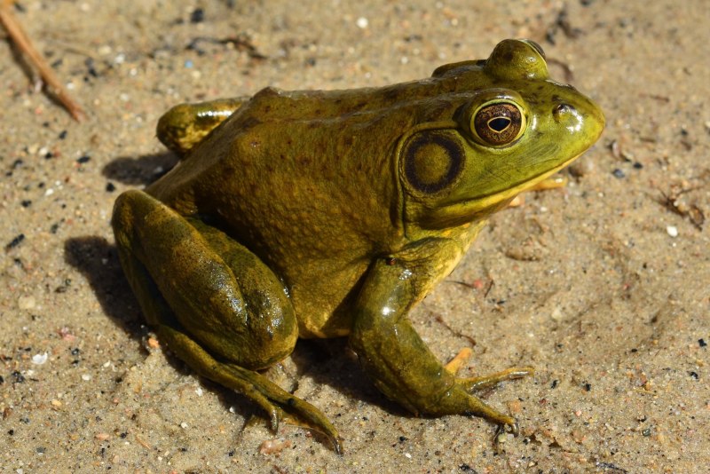 Glyphoglossus Molossus