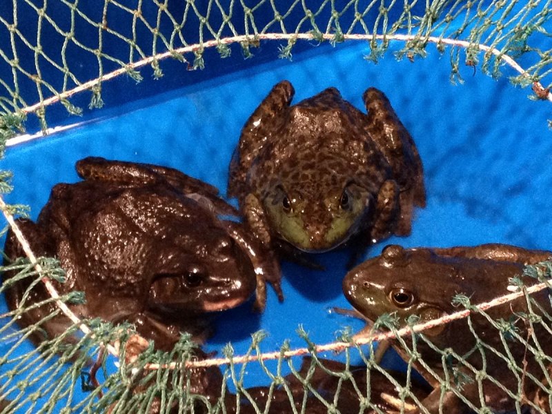Тигровая лягушка Hoplobatrachus tigerinus