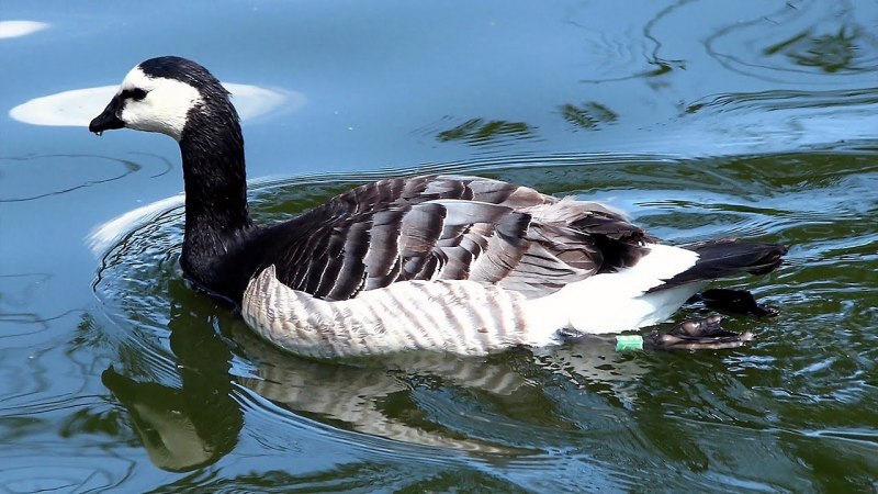 Белощёкая казарка Branta leucopsis