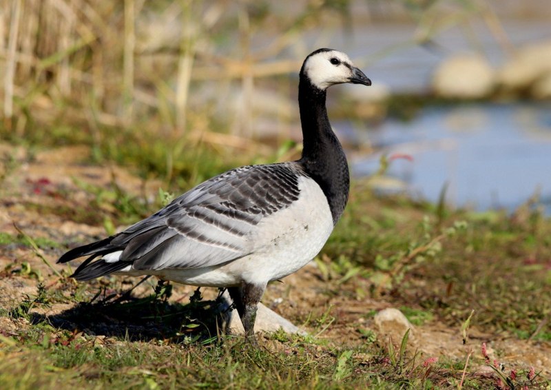 Белощёкая казарка Branta leucopsis