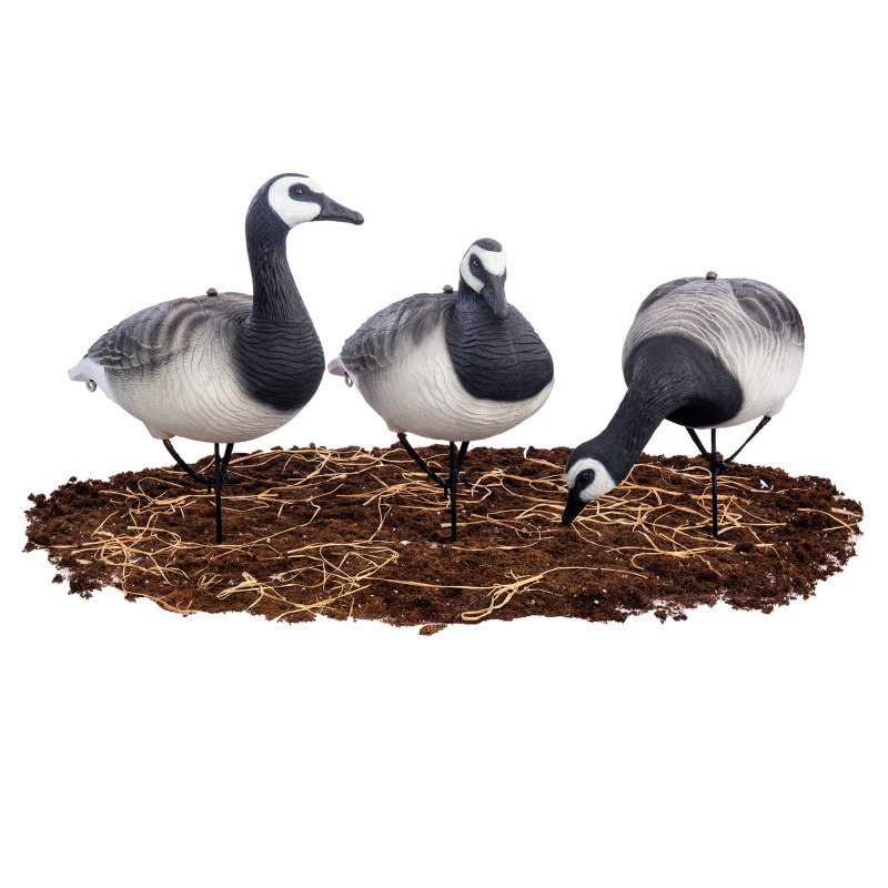 Белощёкая казарка Branta leucopsis зимой