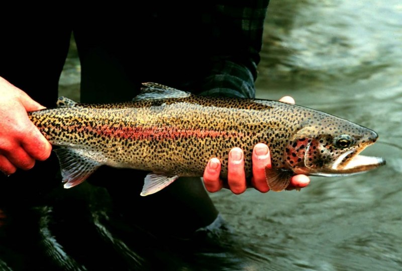 Oncorhynchus rastrosus