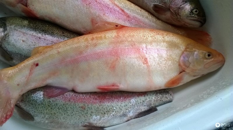 Кавахай австралийский лосось замороженный вес