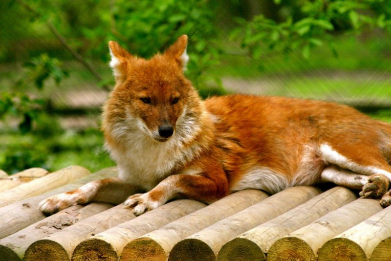 Cuon Alpinus Alpinus
