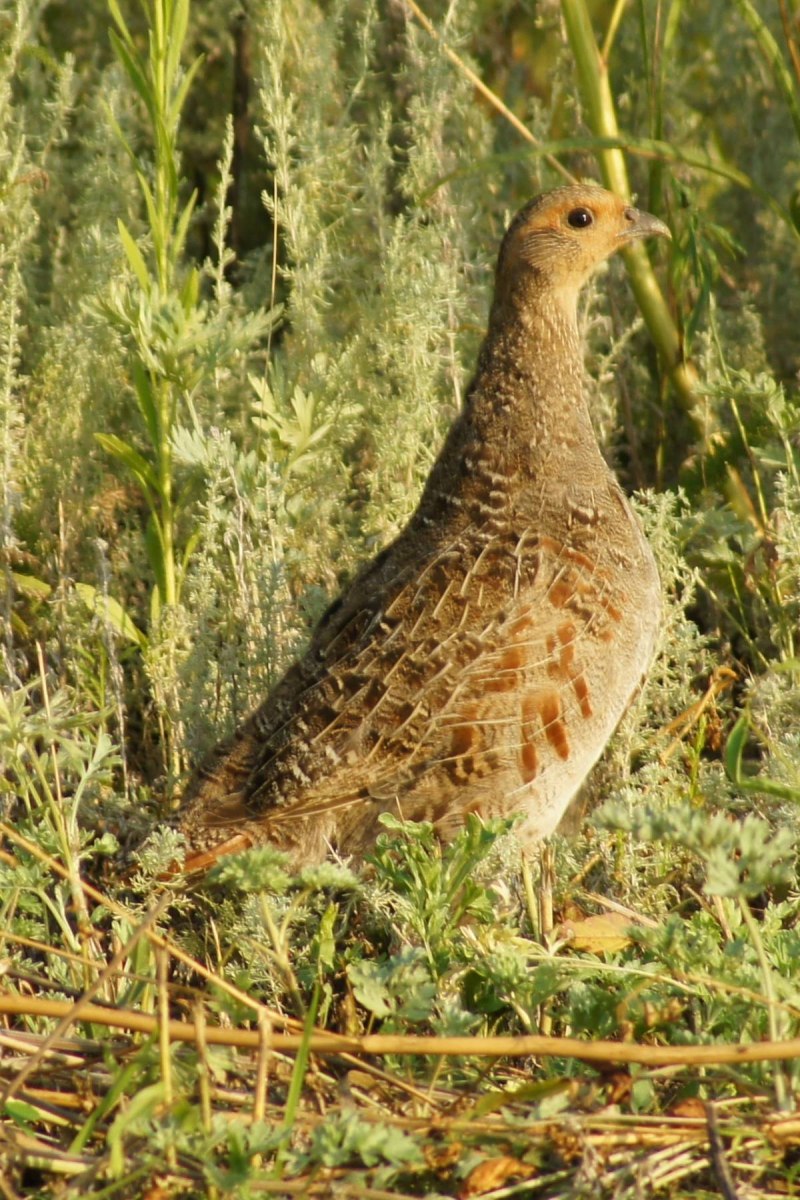 Серая куропатка (Perdix Perdix)