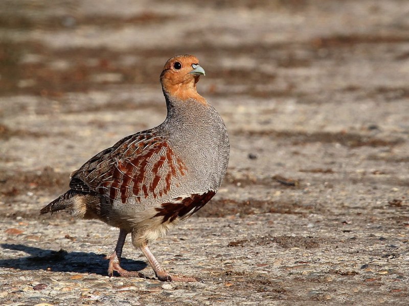 Серая куропатка (Perdix Perdix)