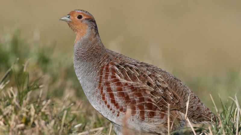 Бородатая куропатка (Perdix dauurica)