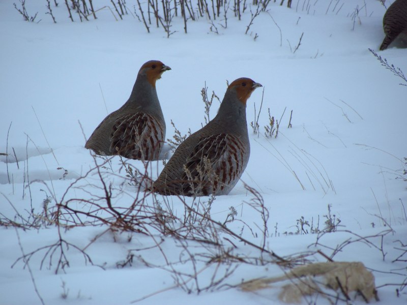Серая куропатка (Perdix Perdix)