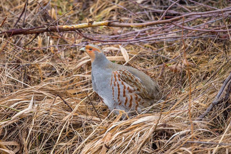 Серая куропатка (Perdix Perdix)