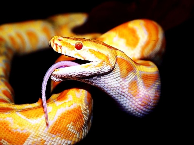 Pantherophis guttatus