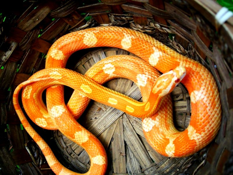 Рыжая змея (61 фото)