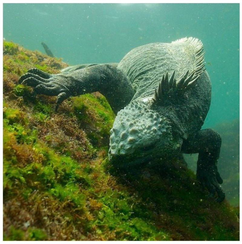 Морская игуана Галапагосские острова