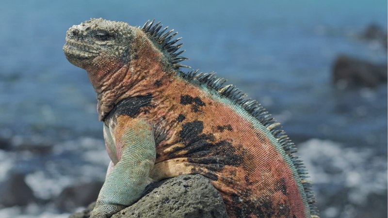 Галапагосская морская игуана