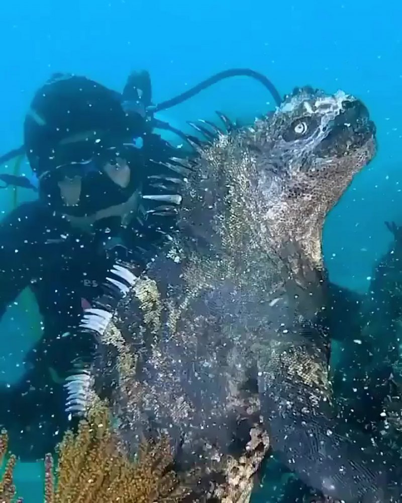 Морская игуана