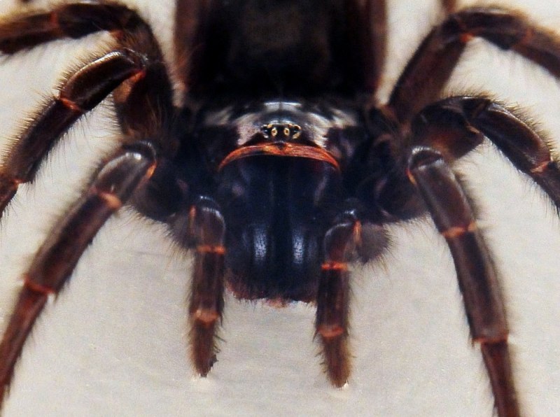 Atrax robustus паук