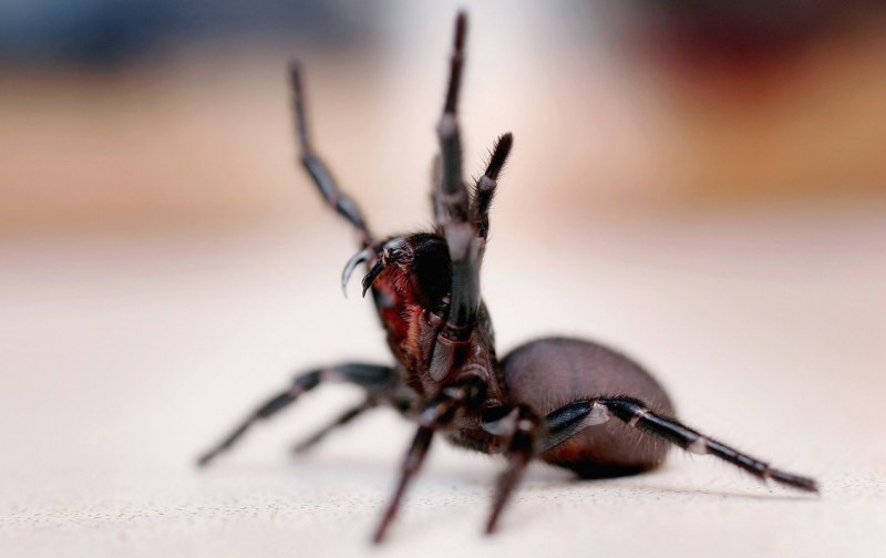 Funnel web паук